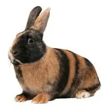 Harlequin Rabbit Breed Information, History and Characteristics