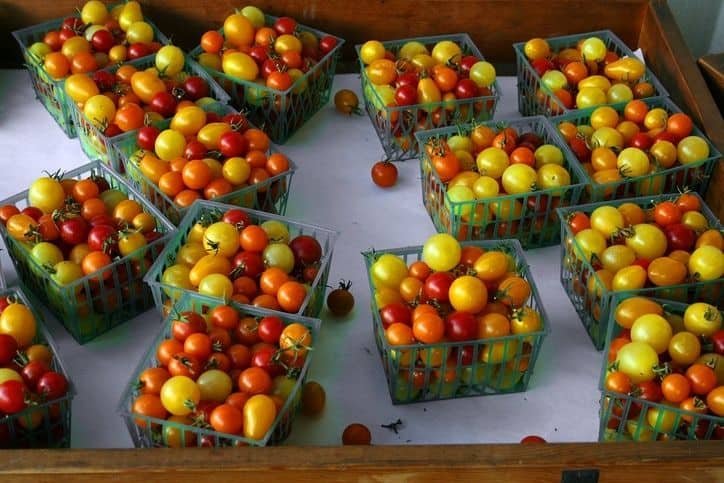 harvesting tomatoes into boxes for sell in the market