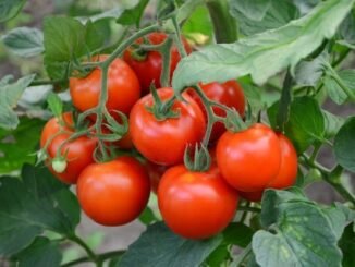 how to grow tomatoes - complete farming guide