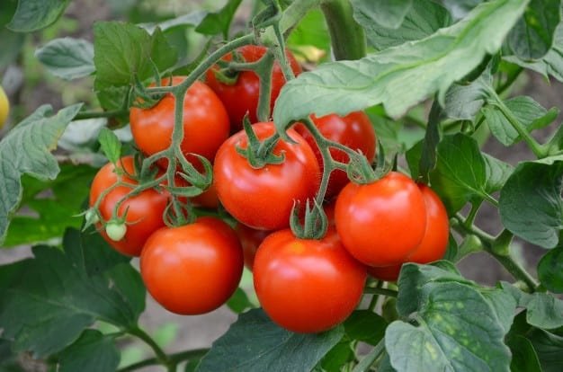 How to Grow Tomato Step-By-Step To Get Better Harvest