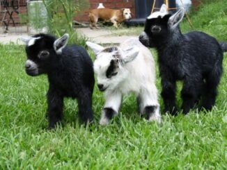 how-to-raise-pygmy-goats-as-pets
