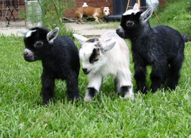 Raising Pygmy Goats as Pets [Comprehensive Farming Guide]