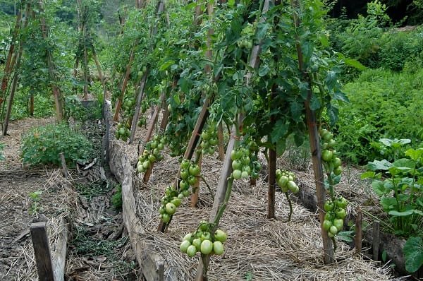staking tomato plants using wooden trellis and cords in tomato farming