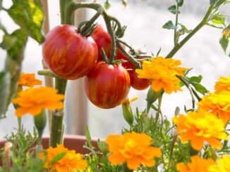 tomato companion plants the best and the worst crops to grow with tomatoes