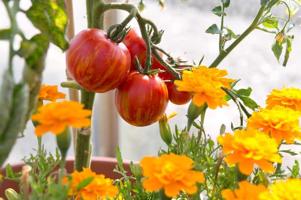 tomato companion plants the best and the worst crops to grow with tomatoes
