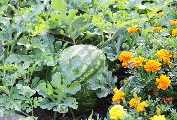 Watermelon Companion Planting [The Best and the Worst Plants for Watermelon]