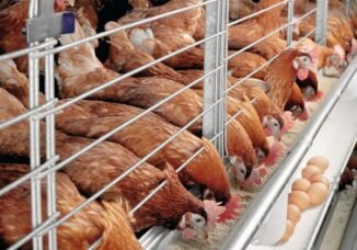 How to Increase Your Poultry Farming Profits: 8 Strategies