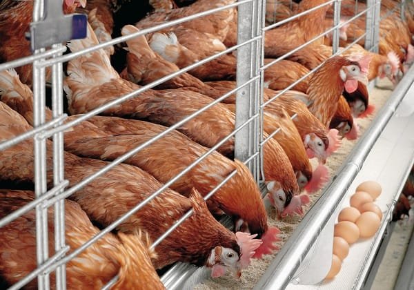 how to make maximize and increase profits in poultry farming