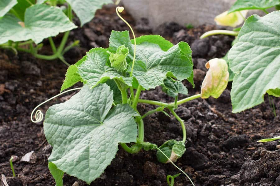 Cucumber companion planting step by step guide.