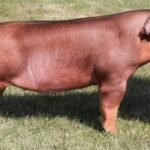 Duroc Pig - Characteristics, Origin, Breed Info, reproduction and Lifespan and commercial value
