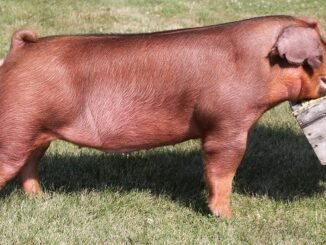 Duroc Pig - Characteristics, Origin, Breed Info, reproduction and Lifespan and commercial value