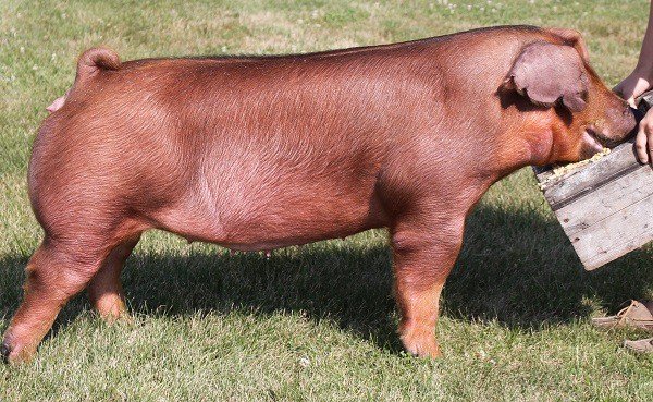 Duroc Pig Breed All You Need to Know: Origin and Characteristics