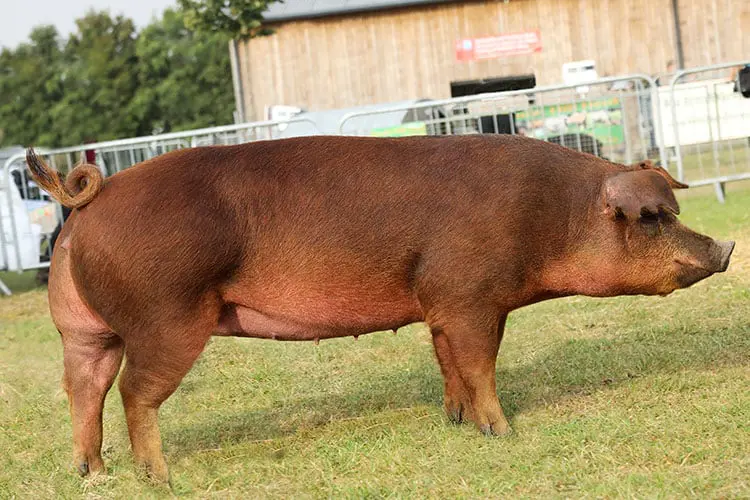 Duroc Pig - Characteristics, Origin, Breed Info, reproduction and Lifespan