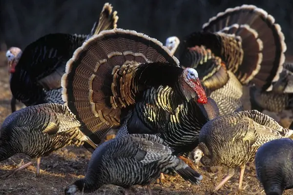 Fact about turkeys is that they are social animals and always together
