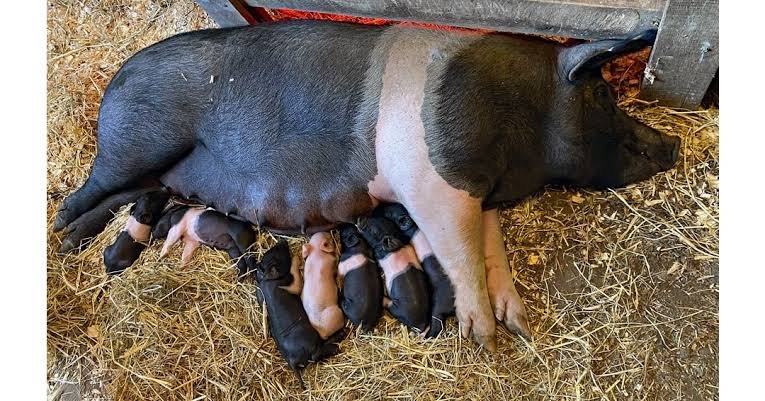 Everything you need to know about the Hampshire pig breed for pig farming business 