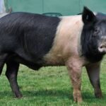 Hampshire pig breed information, origin and characteristics