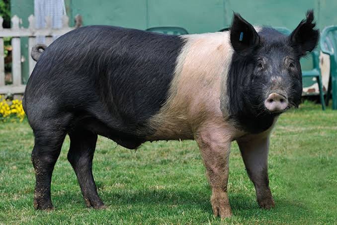 Hampshire Pigs: Characteristics, Origin, Breed Info and Lifespan