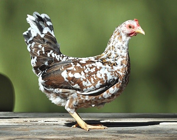 Olandsk-Dwarf local chicken breed_1