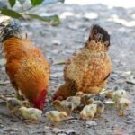 how to start local chicken farming in Nigeria