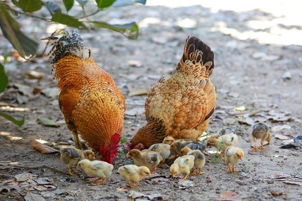 How to Start Local Chicken Farming [Beginner’s Guide]