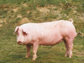 landrace pig breeds