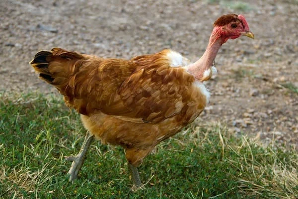 naked neck local chicken breed