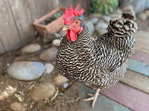 8 Types of Chicken Poop: How to Identify Your Chicken Health From its Poop