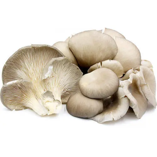 Mushroom farming: How to grow edible oyster mushrooms step by step
