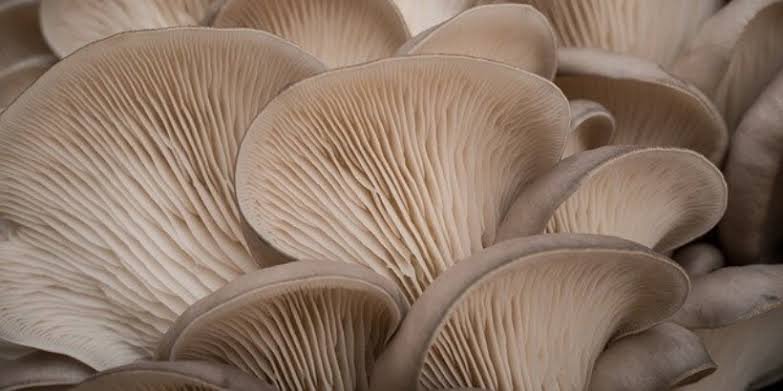 Profitable mushroom production business