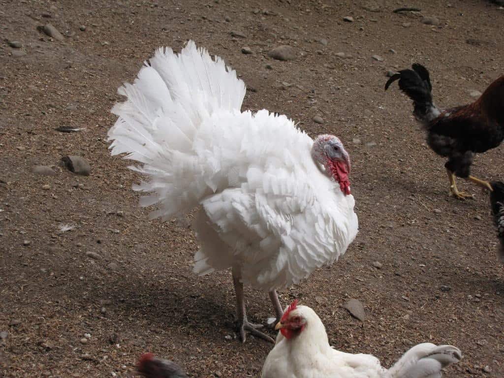 beltsville small white turkey breed
