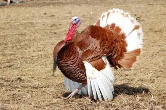 11 Heritage Turkey Breeds [With Pictures]