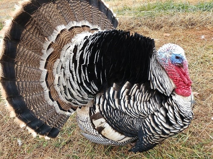 Narragansett turkey breed