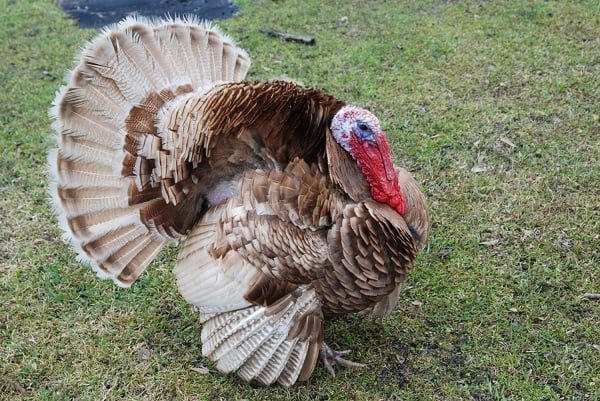 Auburn turkey variety