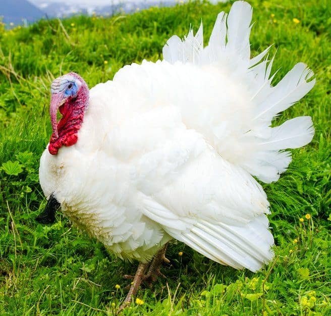 broad breasted white turkey