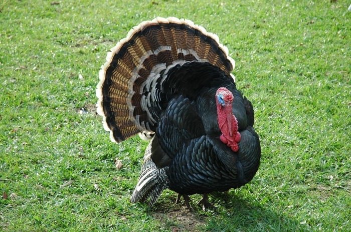 standard bronze turkey 