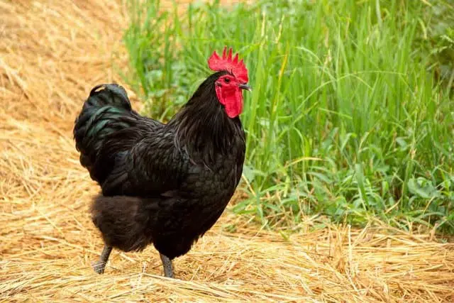 15 Most Common Chicken Breeds [With Pictures]