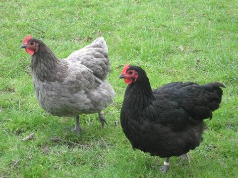 Australorp_Blue_and_Black_large chickens
