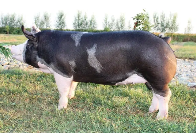 Berkshire pig breed characteristics