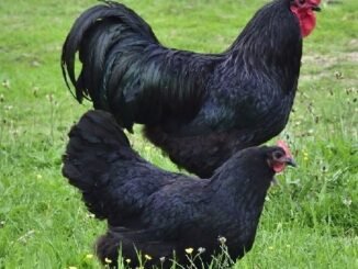 Black-Australorp chicken breed