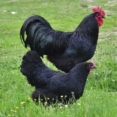 Australorp Chicken – Characteristics, Origin, Breed Info and Lifespan
