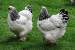 Brahma-Chicken-breed size
