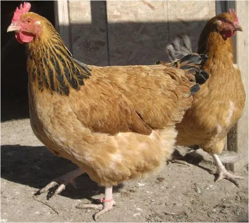 Buff sussex chicken breed