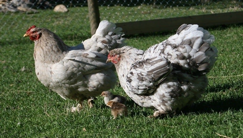 Cochin-Chicken-Breed and chicks