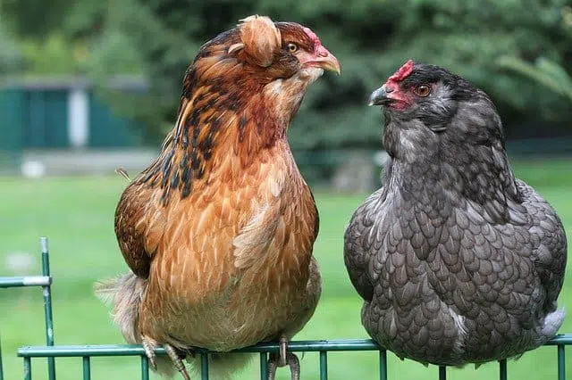Origin, characteristics and breed information of the araucana chicken