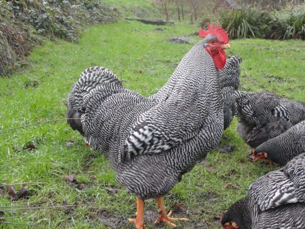 Plymouth-Rock chicken breed