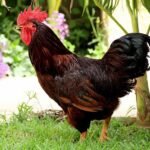 Rhode_Island_Red_Rooster