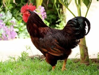 Rhode_Island_Red_Rooster