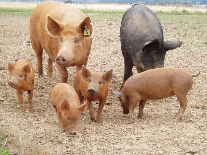 Tamworth pigs foraging in a pig farm