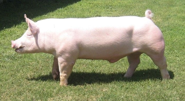 Yorkshire Pig: Characteristics, Origin, Breed Info, and Lifespan