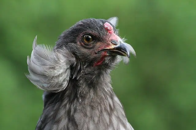 araucana chicken breed with tuft feathers in ear